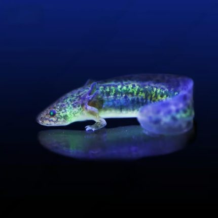 GFP Wildtype Axolotl