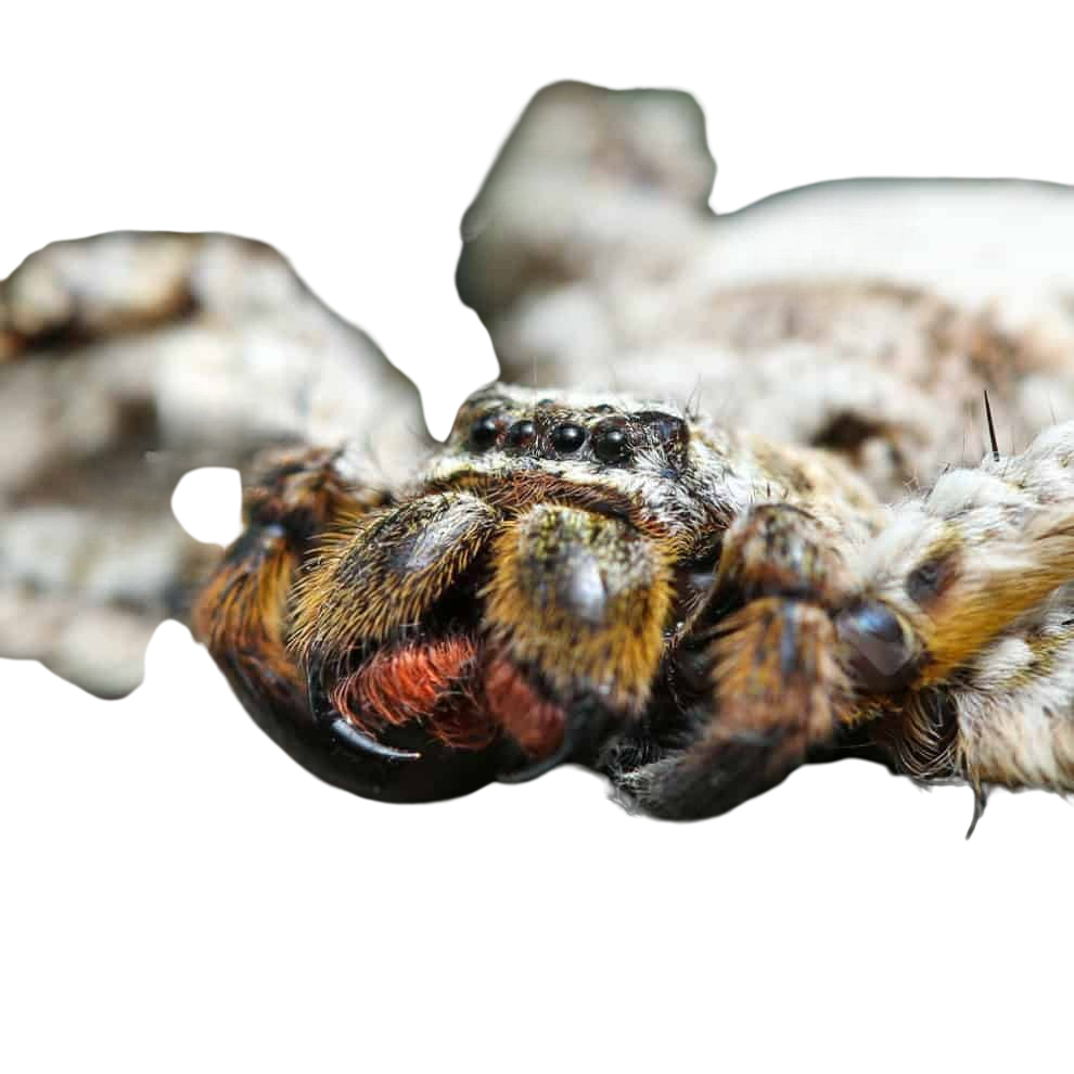 ghost-crab-huntsman-spider (1) ghost crab huntsman spider 1