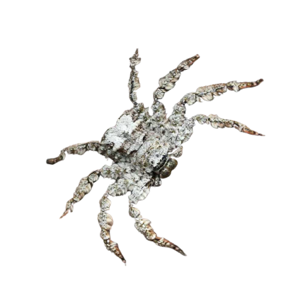 Ghost Crab Huntsman Spider