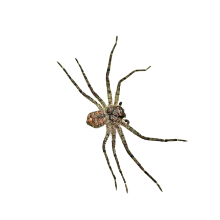Ghost Crab Huntsman Spider Sling (.25″)