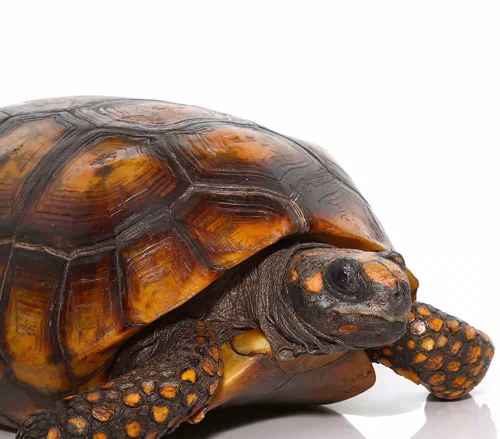 giant-adult-female-yellowfoot-tortoise-1 giant adult female yellowfoot tortoise 1 e1750098469922