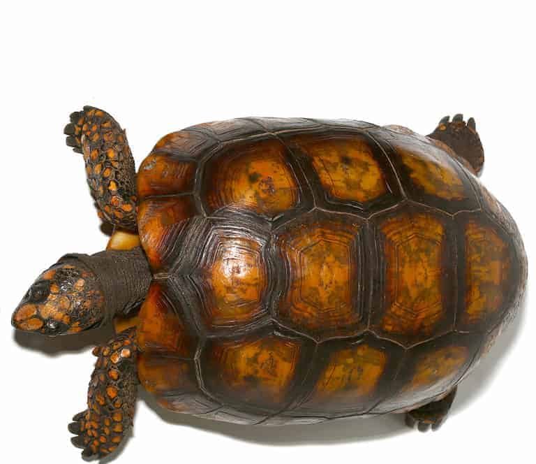giant-adult-female-yellowfoot-tortoise-1 giant adult female yellowfoot tortoise 1 e1750098487489