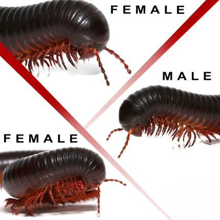 Giant African Millipede Trio