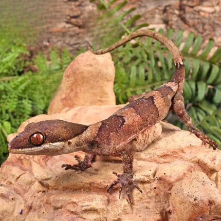 Giant Bent Toed Gecko