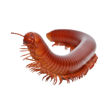 Giant Carnelian Millipede