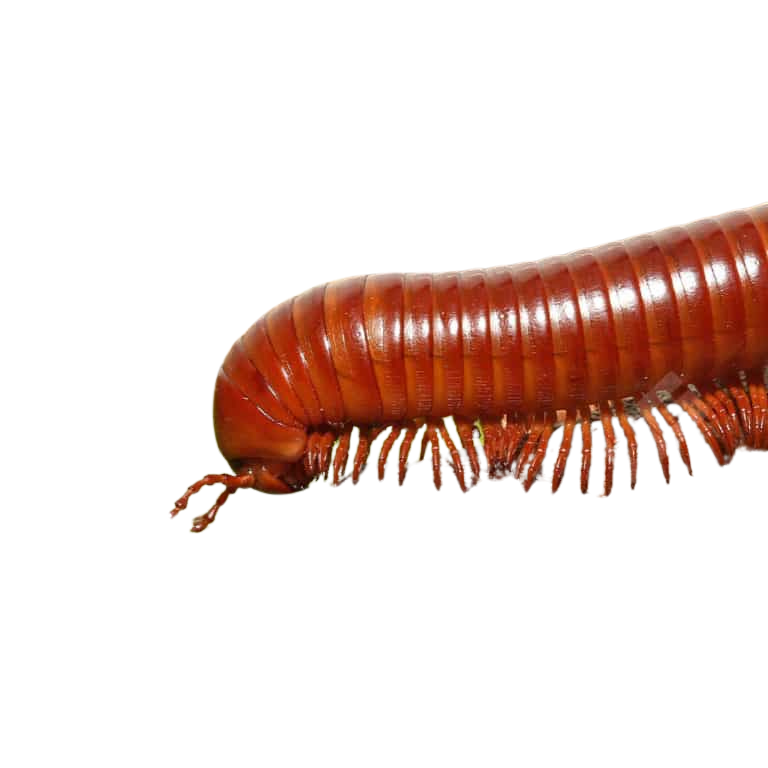 giant-carnelian-millipede (2) giant carnelian millipede 2