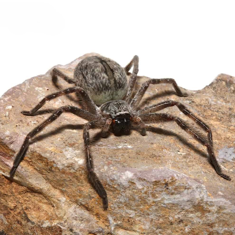 giant-crab-spider giant crab spider