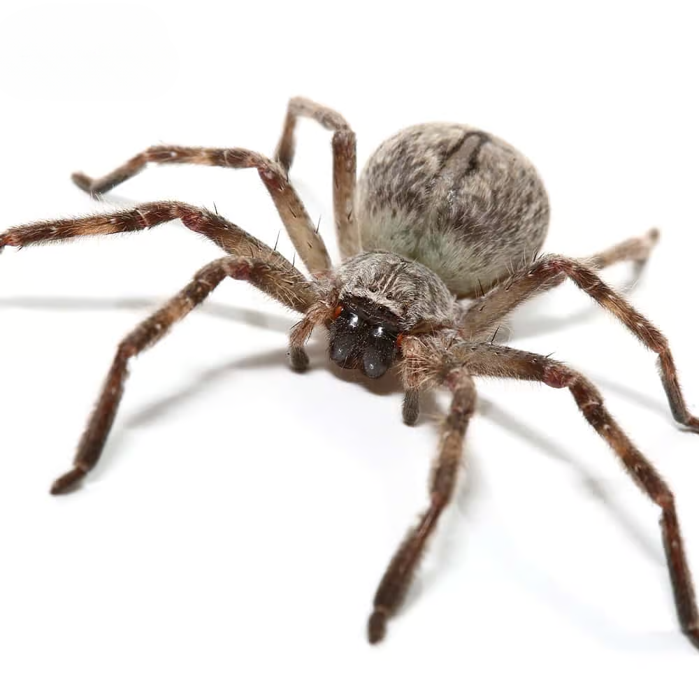 giant-crab-spider giant crab spider