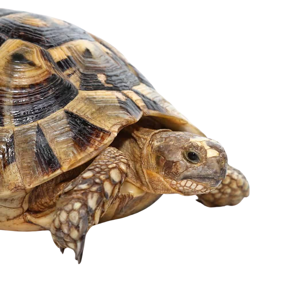 giant-female-greek-tortoise-4 giant female greek tortoise 4