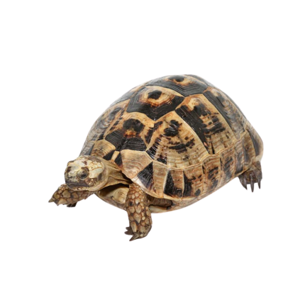 Giant Female Greek Tortoise #6