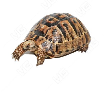 Giant Female Greek Tortoise