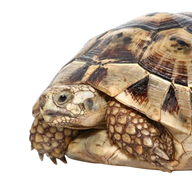 giant-female-tunisian-greek-tortoise-7 (1) giant female tunisian greek tortoise 7 1