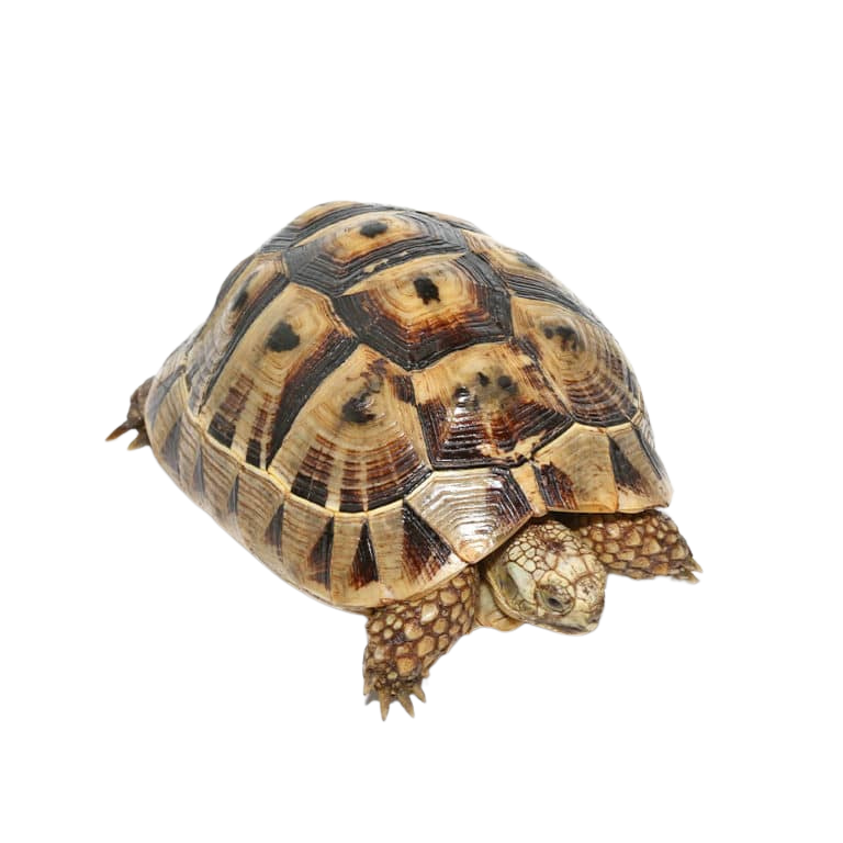 giant-female-tunisian-greek-tortoise-7 (2) giant female tunisian greek tortoise 7 2
