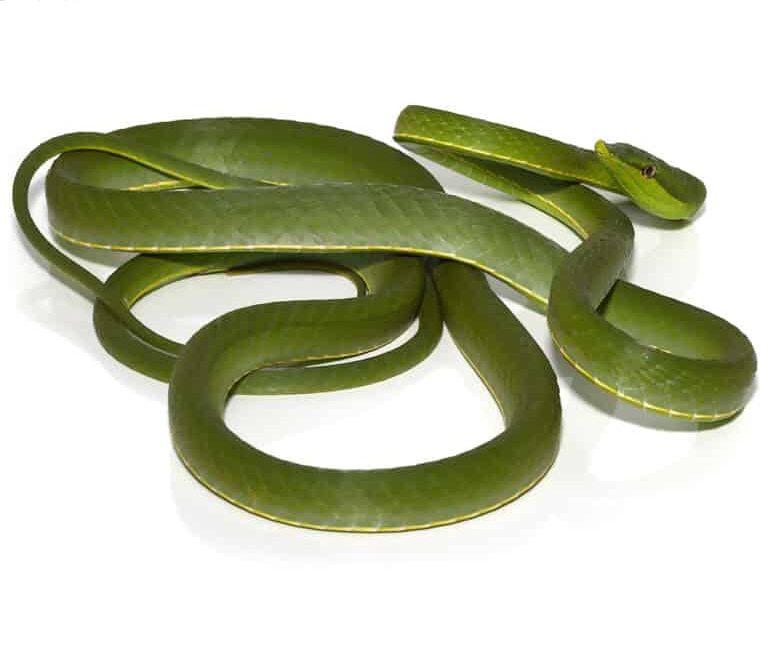 giant-green-vine-snake giant green vine snake e1746421719360