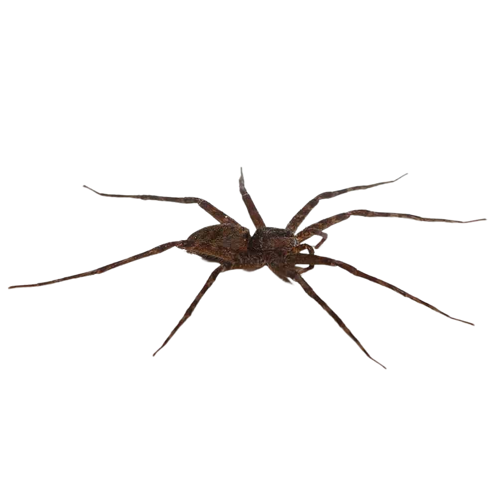 giant-nursery-web-spider (1) giant nursery web spider 1