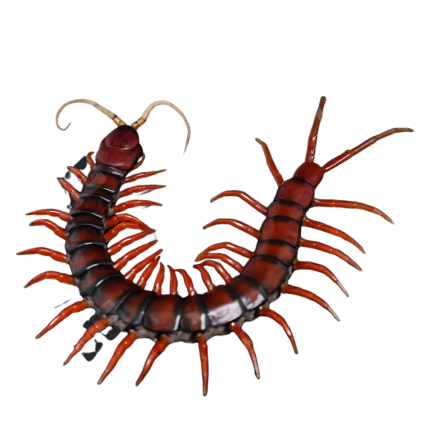 Giant White Beard Centipede