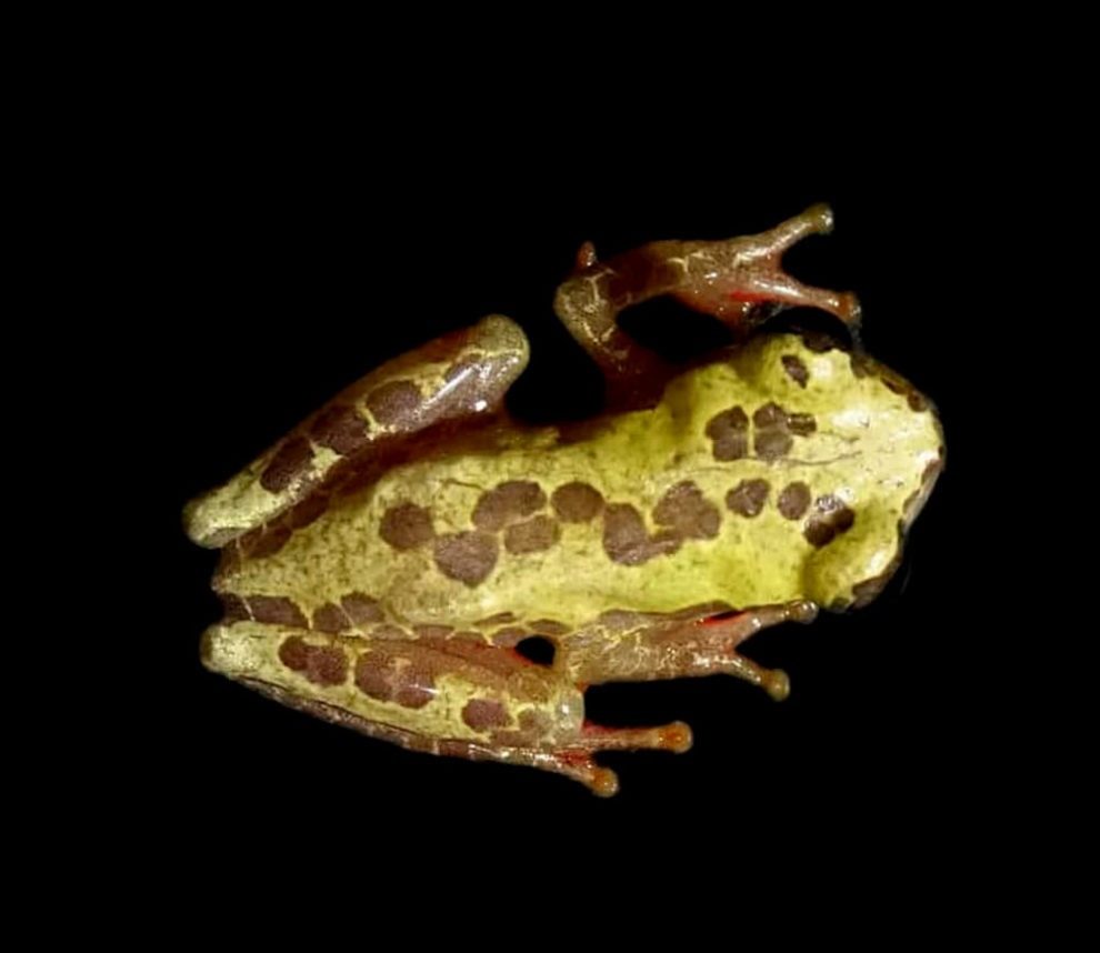 giraffe-tree-frog giraffe tree frog e1746015208596
