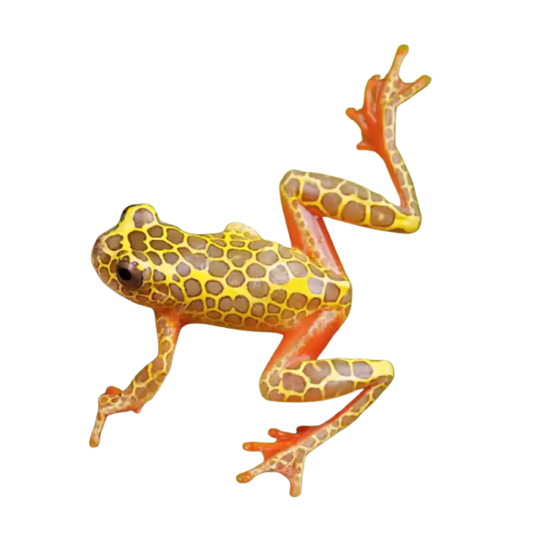Giraffe Triangle Tree Frog