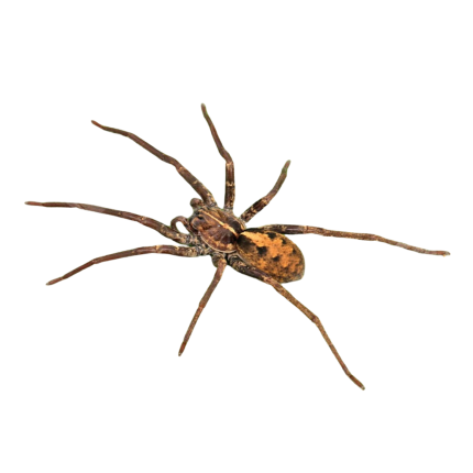 Gold Band Wandering Spider