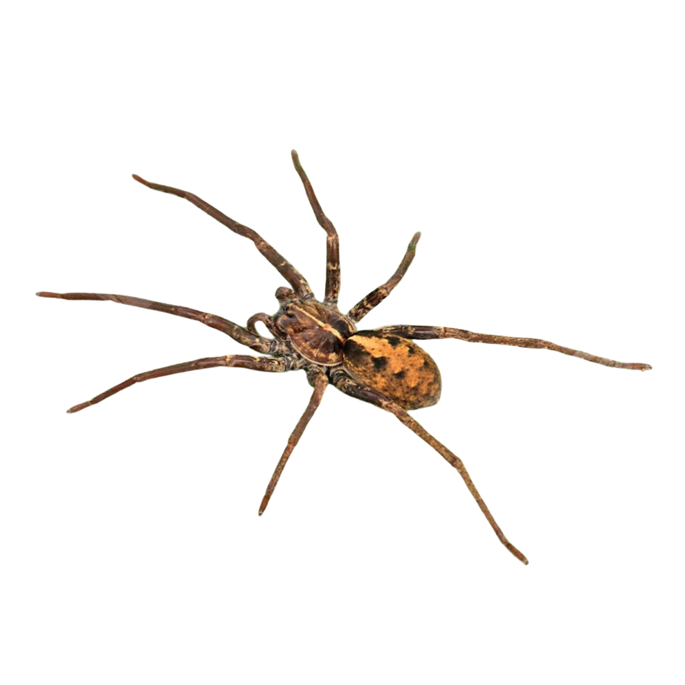 gold-band-wandering-spider (1) gold band wandering spider 1
