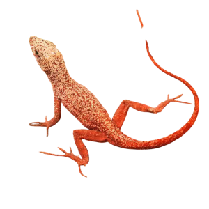Gold Dust Cherry Anole
