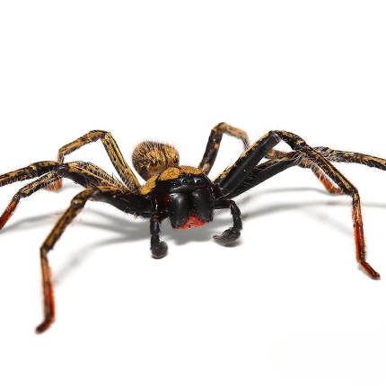Gold Skeleton Huntsman