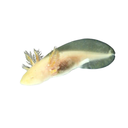 Golden Albino Axolotl