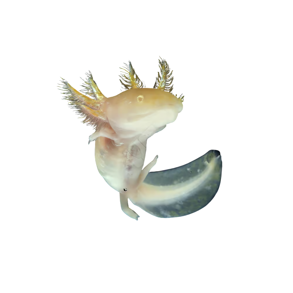 golden-albino-axolotl (2) golden albino axolotl 2 1