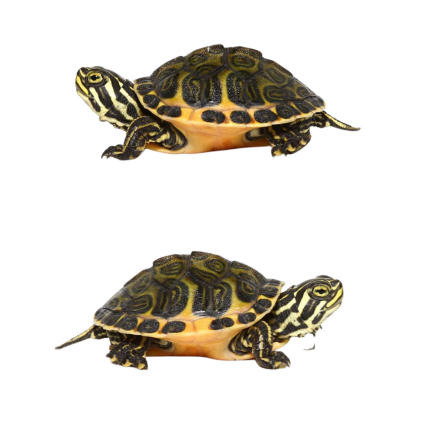 Golden Flame Florida Redbelly (Wing Phase) Turtle #1