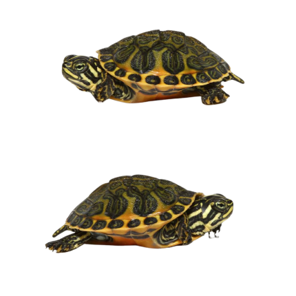 Golden Flame Florida Redbelly (Wing Phase) Turtle