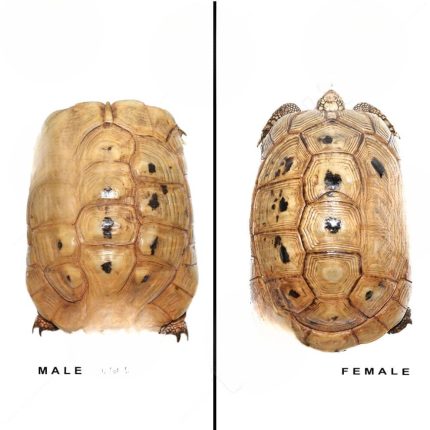 Golden Greek Tortoise Pair