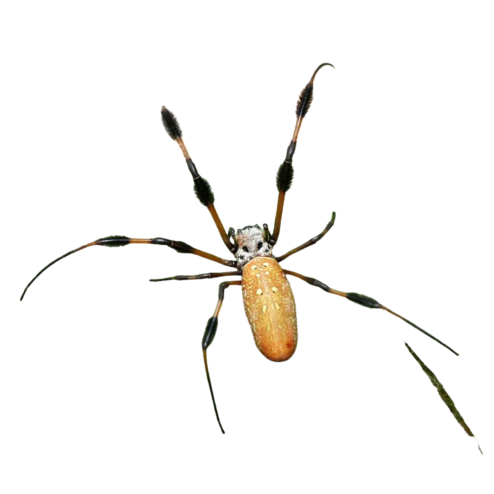 golden-silk-orb-weaver-spider-1-–-2 (2) golden silk orb weaver spider 1 – 2 2
