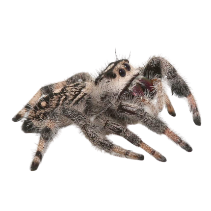 Adult Pallid Phase Regal Jumping Spider