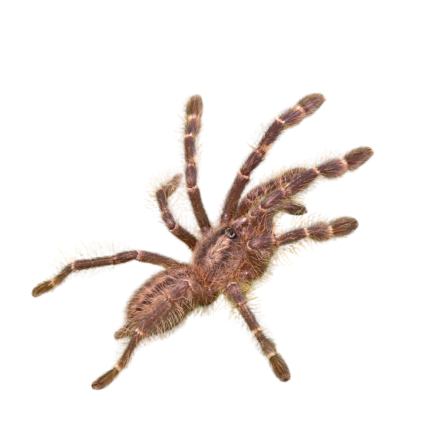 Gooty Sapphire Ornamental Tarantula (1 – 2”)