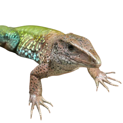 Green Ameiva