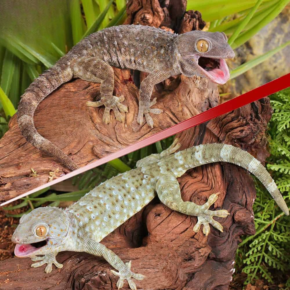 green-codom-tokay-gecko-pair (1) green codom tokay gecko pair 1