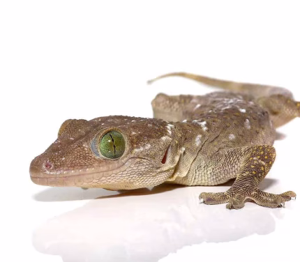 Green Eyed Gecko