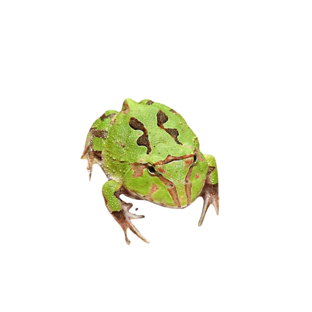 green-fantasy-pacman-frog (2) green fantasy pacman frog 2