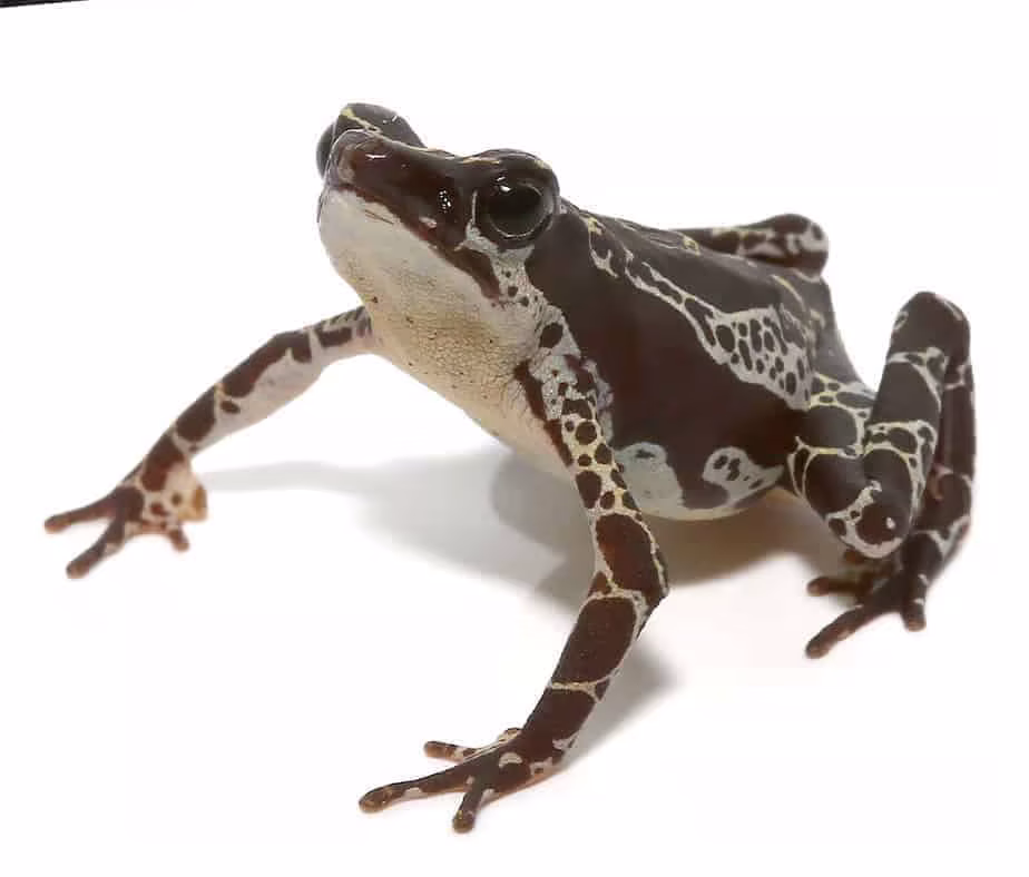 green-harlequin-toad green harlequin toad e1745948017320