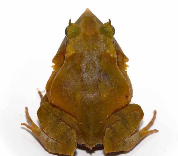 Green Solomon Island Eyelash Frog