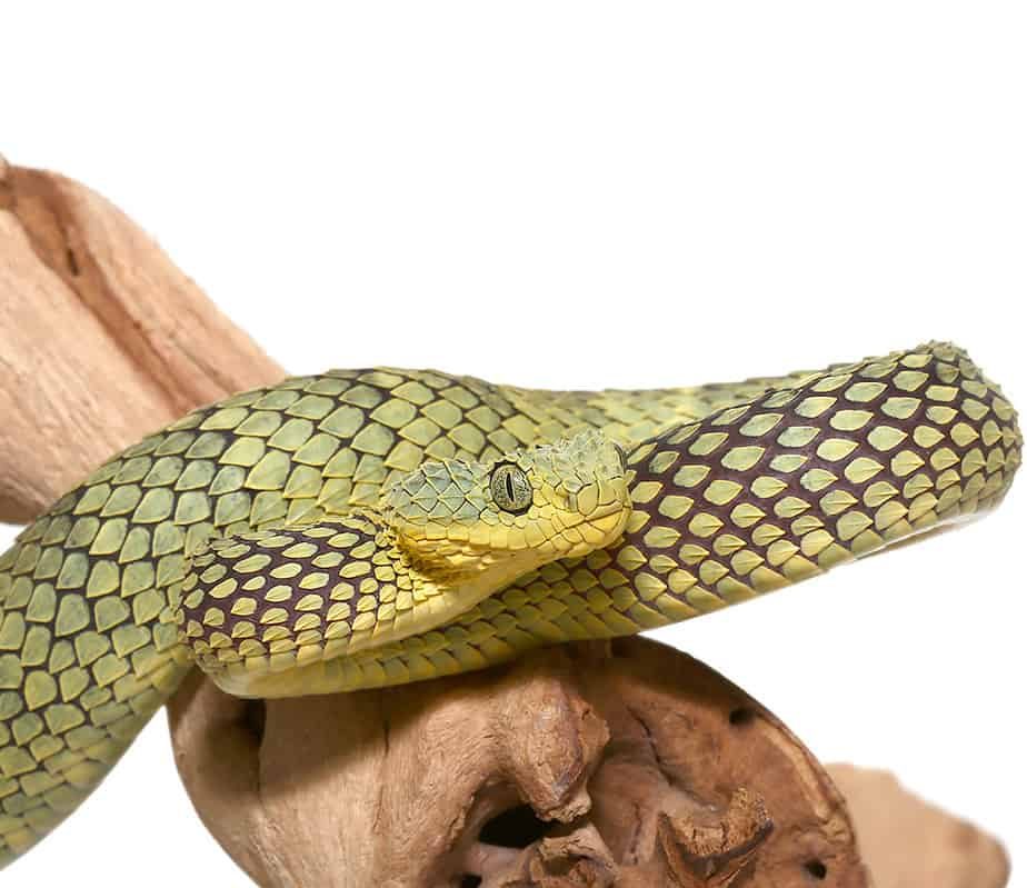 green-squamigera-bush-viper (1) green squamigera bush viper 1 e1740134046388