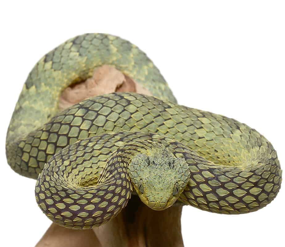 green-squamigera-bush-viper (4) green squamigera bush viper 4 e1740134062264