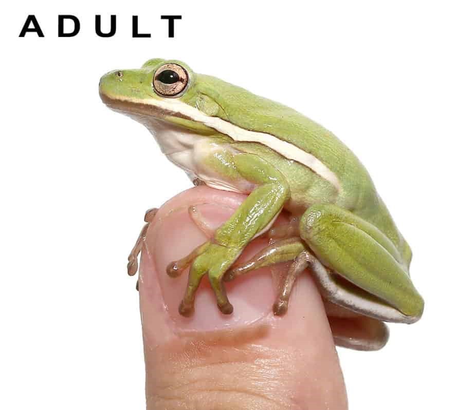green-tree-frog-tadpole-for-sale green tree frog tadpole for sale