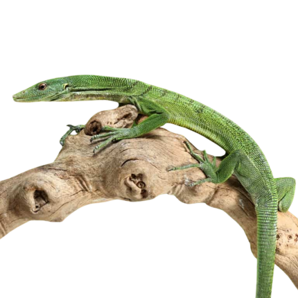 Green Tree Monitor Pair