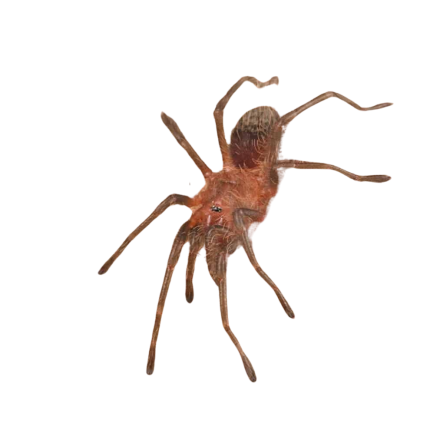 Guarani Giant Tarantula (.5 – .75″)
