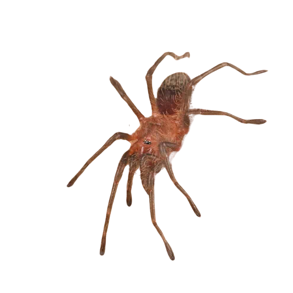 guarani-giant-tarantula-5-–-75″ (1) guarani giant tarantula 5 – 75″ 1