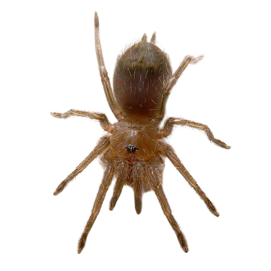 guatemalan-red-rump-tarantula-25-–-75 (1) guatemalan red rump tarantula 25 – 75 1