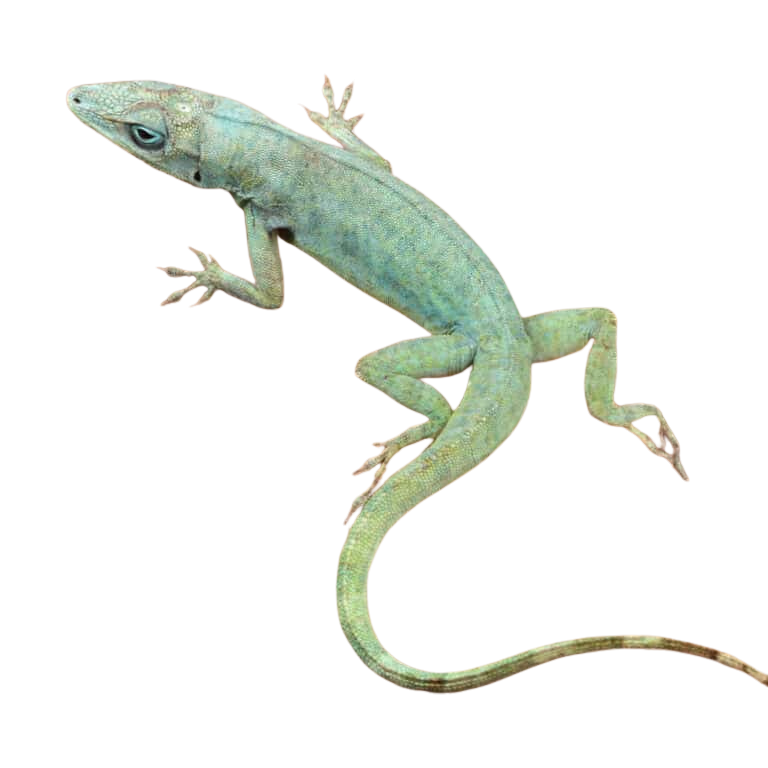 guyana-anole (1) guyana anole 1