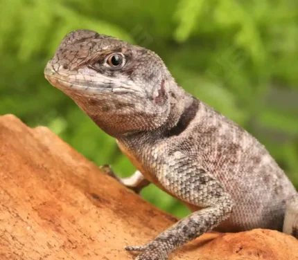 Guyana Collared Lizard