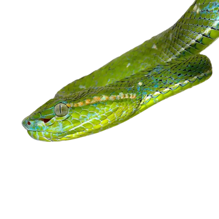 Hageni’s Pit Viper